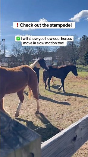 ❗️Check out the stampede! I will show you the horses in slow motion too! #horse
