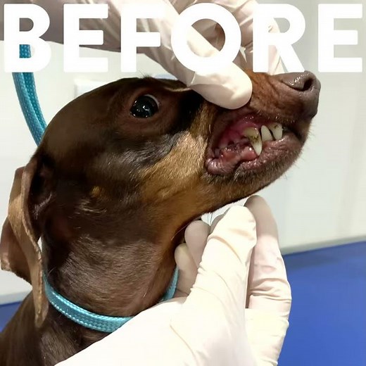 Ultra sound teeth cleaning for Dogs - before and after