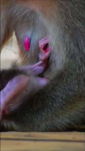 Very cute newborn monkey opens mouth and shows tongue in hunger