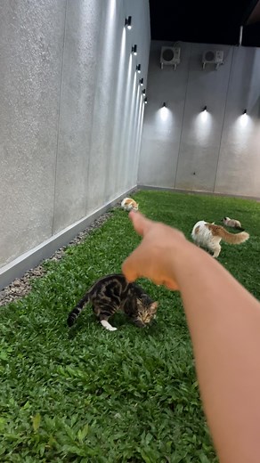 Roro: Wilayah Ku dalam Pororo
