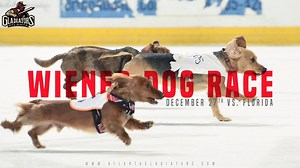 151 reactions · 99 shares | Back by popular demand, THE WIENER DOGS ARE BACK! The Gladiators second annual Wiener Dog Race will take place on Thursday, December 27th at 7:35 pm! See all the Dachshunds and other similar small dog breeds under 25 pounds, race on the ice during the first intermission! TO REGISTER YOUR DOG OR FOR TICKET INFO, CLICK HERE: bit.ly/2AxGqn9 | Atlanta Gladiators | Facebook