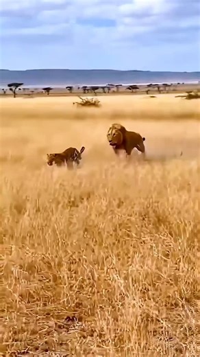 Go Fan AI on Instagram: "Japan is turning footsteps into electricity using piezoelectric tiles. Every step creates a small amount of energy, and millions of steps together power LED lights and digital systems-supporting a more sustainable urban future. 🌳 #Japan #FutureTechnology #RenewableEnergy #SmartCity #Innovation #forestry 🌿"