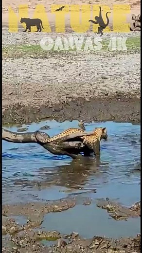 Leopard's Daring Mud Dive: Epic Hunt for Prey Caught in Thrilling Slow-Mo Action!