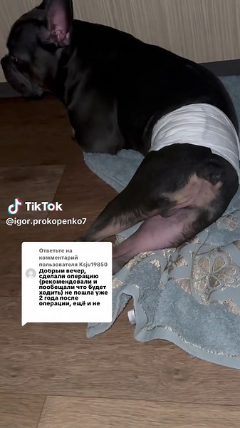 Ответ пользователю @Ksju19850 #собакаупаланалапы #болезнипозвоночника #собаканеходит