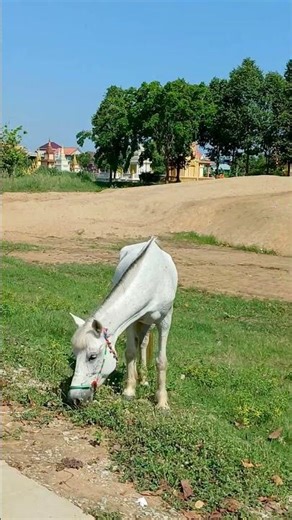 Horse in the Countryside, Cambodia #horse #animalshorts