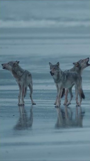 Learn the key secrets to become a successful nature & wildlife photographer with Paul Nicklen