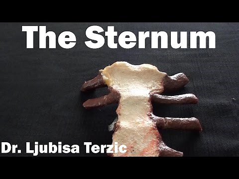 The Sternum - Chest bone - Anatomy