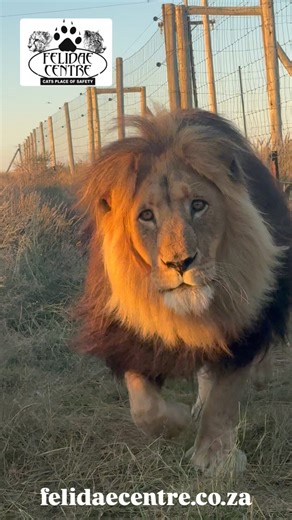 The moment we call his name, Rubicon comes strolling over—his massive paws padding softly on the earth, his golden mane catching the sunlight. It’s a simple moment, but one that carries so much meaning. Rubicon was rescued from the dark world of canned hunting, where lions like him are bred for profit, not for life. But here at Felidae, he has a second chance. A chance to live with dignity, to roam, to rest, and to just be a lion. When he answers our call, it’s not just a greeting—it’s a quiet r