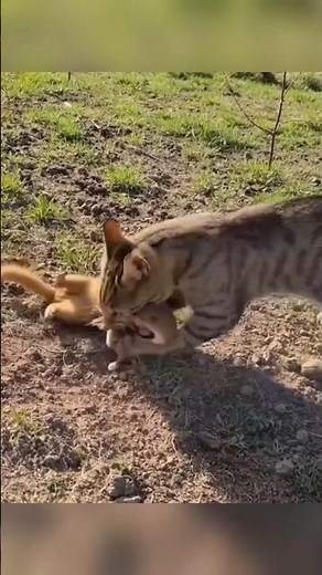 Cat teaches chicken-stealing fox a lesson