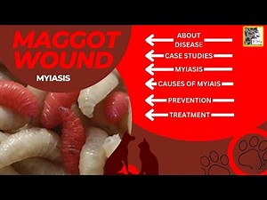 Maggot Wound in Pets, Causes and Treatment | Myiasis in Dog