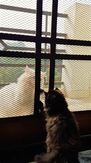 Sign your cat loves you #cat ##cutecat #kitten #cute #love#cutebaby #shorts #trending #viral#explore