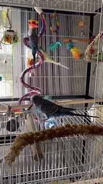 Budgies and Parrotlet Snack Time 🐦 | Cute Bird ASMR