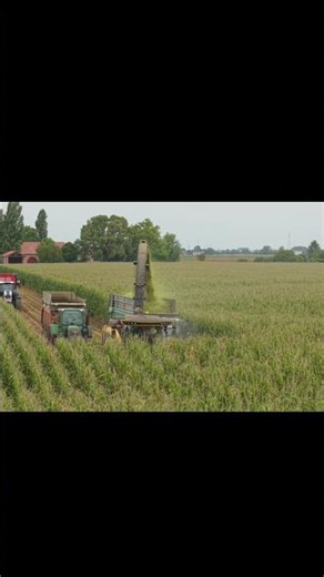 Amazing Silage Harvesting Machine | Modern Fodder Collection Technology 🌾🚜