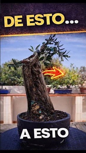 👉 Transformación de un olivo bonsai con mucha madera muerta #plantas #jardin #yatabonsai #cursobonsa