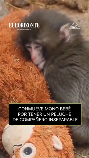 🐵 Punch, un mono bebé que nació hace menos de un año en el Zoológico de Ichikawa ha conmovido a millones de personas alrededor del mundo por tener un peluche de orangután como compañero inseparable. De acuerdo con medios y usuarios locales, Punch habría sido abandonado por su madre, motivo por el cual tuvo que ser criado por los trabajadores del lugar, quienes le dieron el peluche para que no estuviera solo. Desde entonces, el pequeño ha sido captado por los visitantes del zoológico llevándolo 
