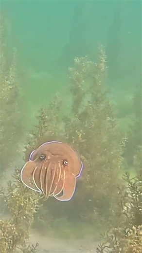 Juvenile Cuttlefish Makes a Quick Getaway Through Coral Garden 🦑⚡🪸