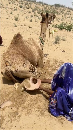 ما الذي كانت تفعله خلف الجمل؟ النهاية غير متوقعة!