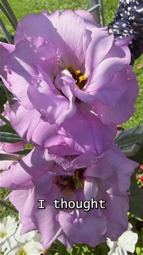 Beautiful Lisianthus Colors #flowers