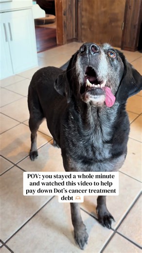 All of these videos were taken in the last week or so. Dot is still acting her normal self! I’ve received countless comments about putting her down, not letting her suffer, etc. Dot will let me know when it’s time, right now’s not the time!! ❤️ #dogcancer #souldog #oralmelanoma