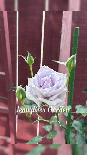 2.3K views · 17 shares | The Grawn Blue rose is a rare Japanese shrub rose variety known for its unique, iridescent blue-tinted petals. It's a sought-after statement piece that requires specific growing conditions and extra care to thrive, making it ideal for experienced gardener JennyKieu Garden #jennykieugarden #zone9bgardening #smallgarden #purpleroses #roselover #rose #bluerose | JennyKieu Garden | Facebook