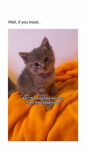 LoftyLoo: Raised Litter Box on Instagram: "Cutie is tired but doesn't want to stop playing 殺 Via livi_nation on tt"