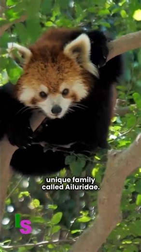 Facts About the Red Panda