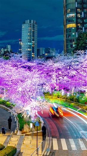 Roppongi's night cherry blossoms are out of this world 🌸 | Tokyo Sakura 8K