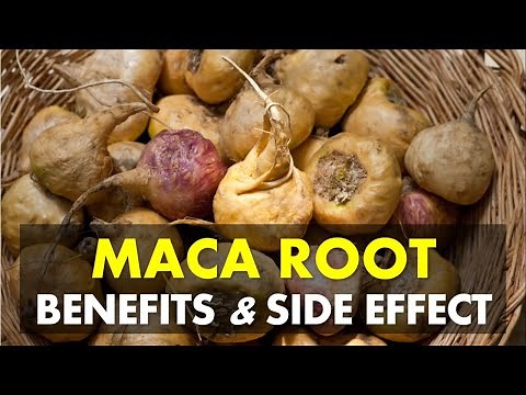 Maca Benefits and Side Effects, Maca Root Benefits
