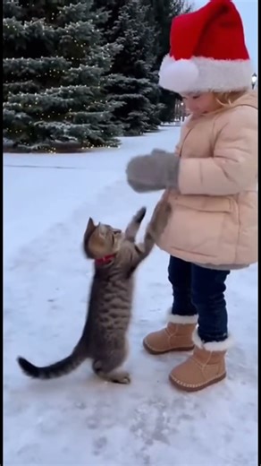 She Clapped, Then the Kitten Tried Too 😭 (Christmas Cuteness)
