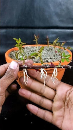 A Simple Way To Rose Root Plants From Cuttings