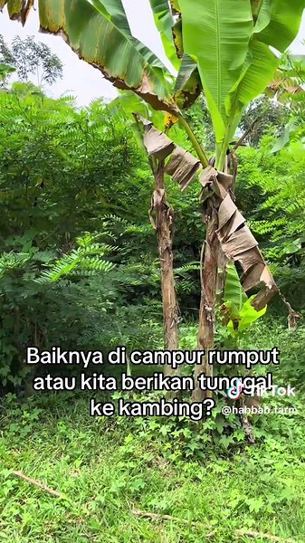 Habbab farm on TikTok