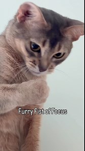It’s 100% focus and 110% cuteness 🤣 Blue Abyssinian cat #catlovers #cutecat | Barcelona Cat