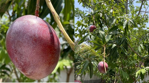 Miyazaki, world’s most expensive mango found in West Bengal