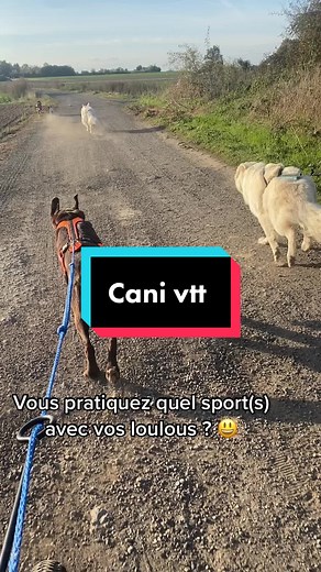 Les sessions cani Vtt peuvent enfin reprendre 😃 @themyngs ici je film au téléphone 😂 #canivtt #canivttdog #baladecanine #liberté #dogsitter #pensionfamiliale #pensionfamilialecanine #run #automne