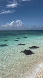 Magic is happening right now on Wilson Island in the Southern Great Barrier Reef💙🪸From now until early next year, Wilson Island becomes a turtle lovers paradise as adults congregate to create new hatchlings, and then those hatchings make the dash to the ocean, head over to Queensland.com to find out more 🌞 🎥 Aleks Mutated in Visit Gladstone Region, Queensland | Visit Queensland, Australia