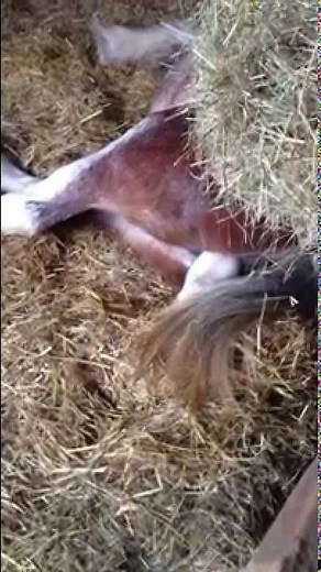 Horse Birth | STEP 2 | First appearance of a baby foal