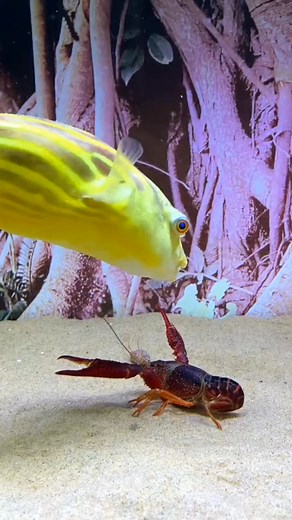 Golden Fish 🐠 . . #love #fishing #pet #cute #aquarium #gold #AmaZing #fish #golden #pets #Amazing #america #usa #facebookpost #Facebookviralreels | Sea Life