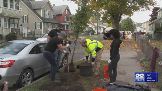 TD Bank staff plant trees in Springfield for ‘Tree Days’ event