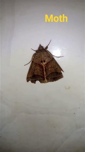 A brown moth in my house🦋insect