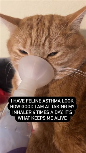 Feline asthma. Rascal takes an inhaler 4 times a day just to stay alive and healthy. Please consider sharing his reel so we can help other cat parents. #cats_of_instagram #viral #cat #asthma #petfriendly #pet | Wyp Movies