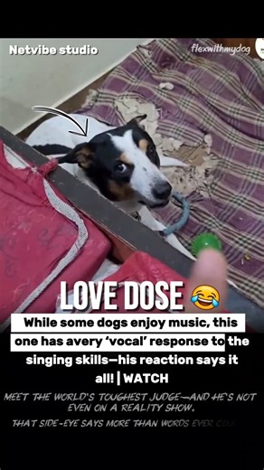 EXPOSED! 🐶 Dog’s Hilarious Reaction to Singing! (He’s Not a Fan) #animals #love #shorts