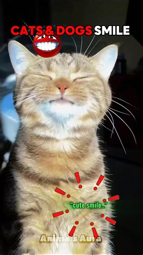 Cats & Dogs Smile😹💀…. #cat #viral
