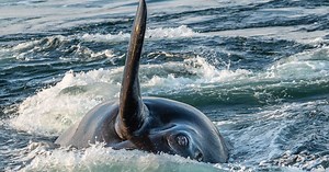 The North Atlantic right whale's fight for survival | IFAW