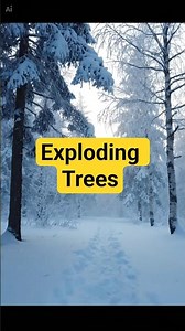 The Winter Phenomenon You Won’t Believe: Exploding Trees! #curiosityclickzz #exploding