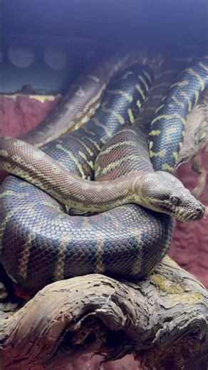 Magnifique Morelia bredli 😄