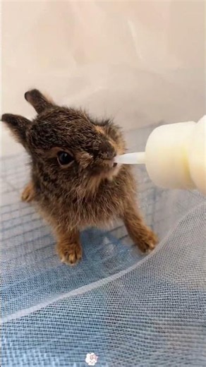 This Man Saved a Tiny Bunny from Crows 🐰❤️ | Heartwarming Animal Rescue