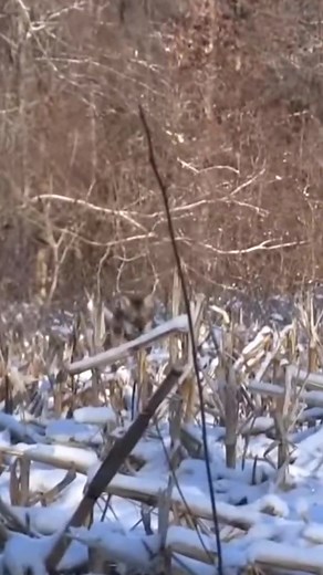 When they coming running right at you. An oldie but goodie! Remember this @jon__collins3 ? @foxpro_inc #hunting #huntersoftiktok #realtree #foxpro #predatorhunting #coyotes #coyotehunting