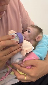 The Daily Life Baby Monkey Jelly #monkey #animals #monkeys #wildlife #nature #anima #primate #monkeylove #gorilla #animallovers | Monkey Daily