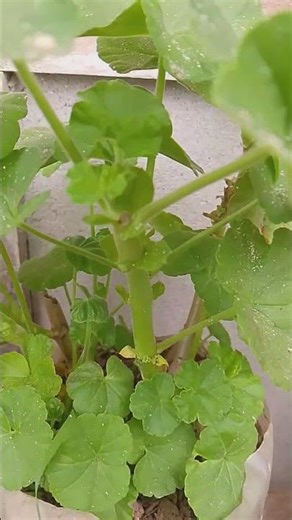 #Geranium growing tips