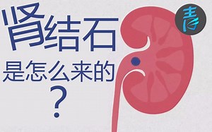 【TED-ed】是什么造成了肾结石？@青知字幕组_哔哩哔哩_bilibili